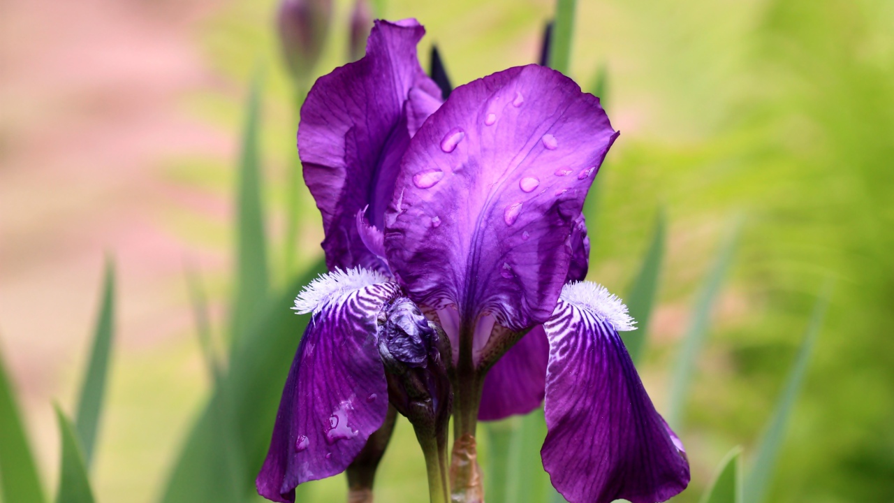 Фиолетовый цветок ириса в каплях дождя крупным планом