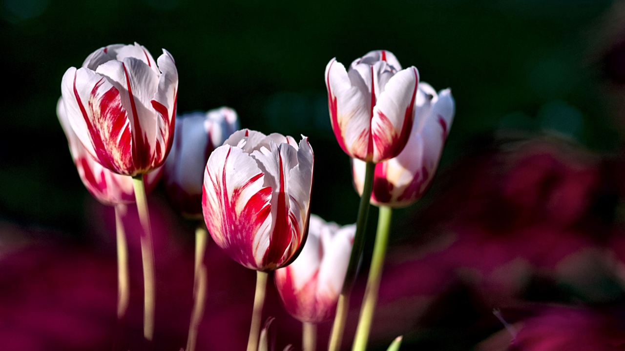 Бело-розовые тюльпаны крупным планом