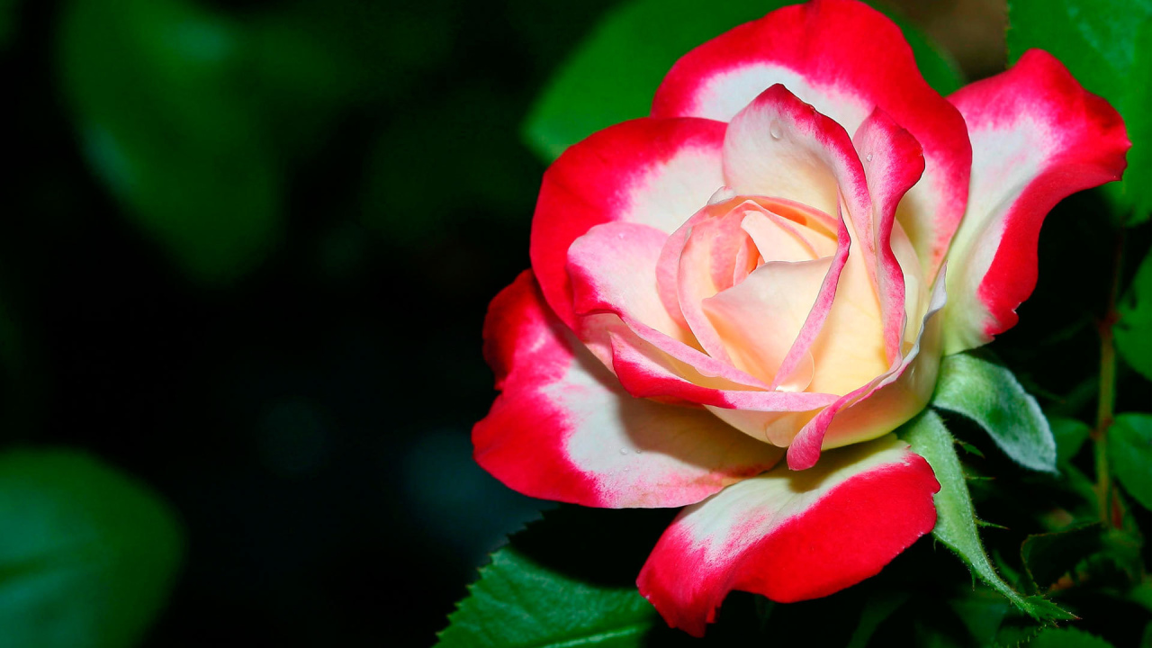 Бело- красная роза крупным планом 