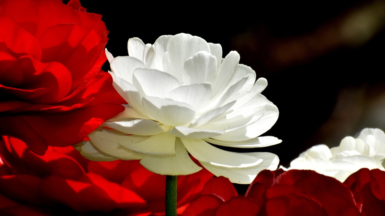 Белые и красные цветы лютика