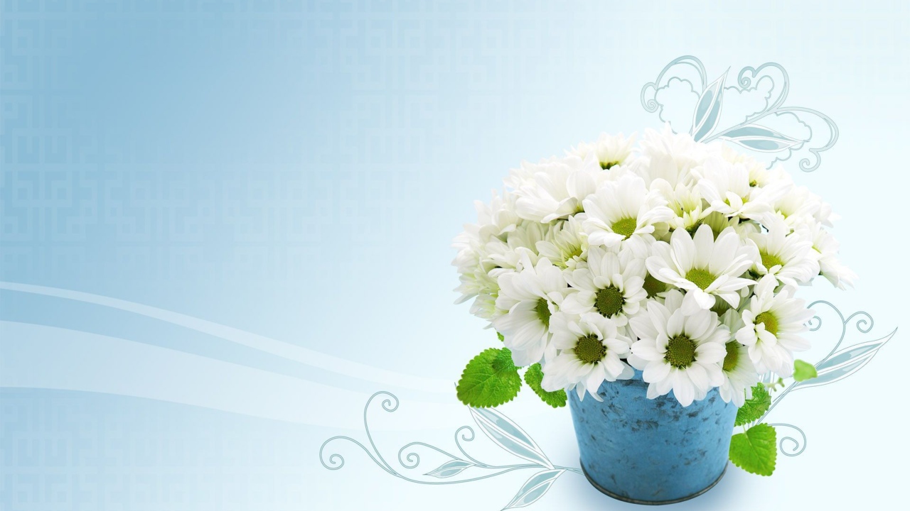 Белые красивые хризантемы на голубом фоне