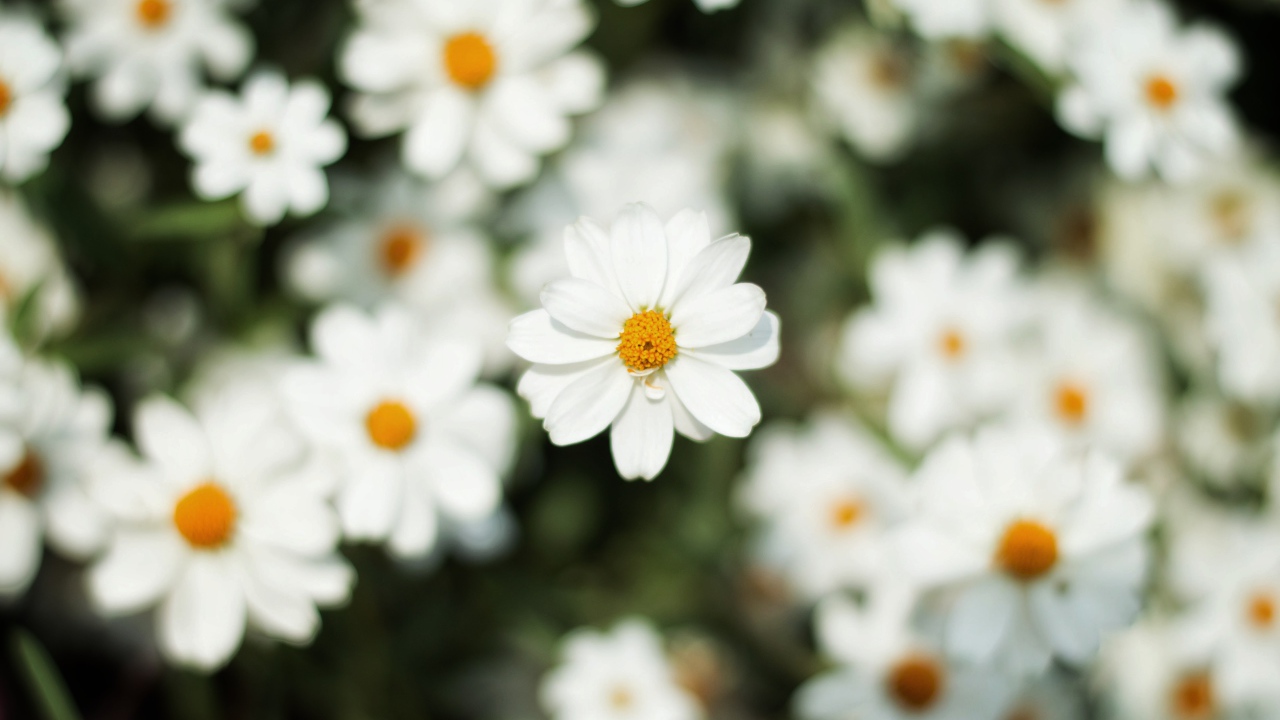 Белый цветок космеи крупным планом