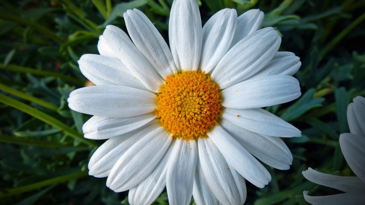 Белая ромашка с желтой серединкой крупным планом