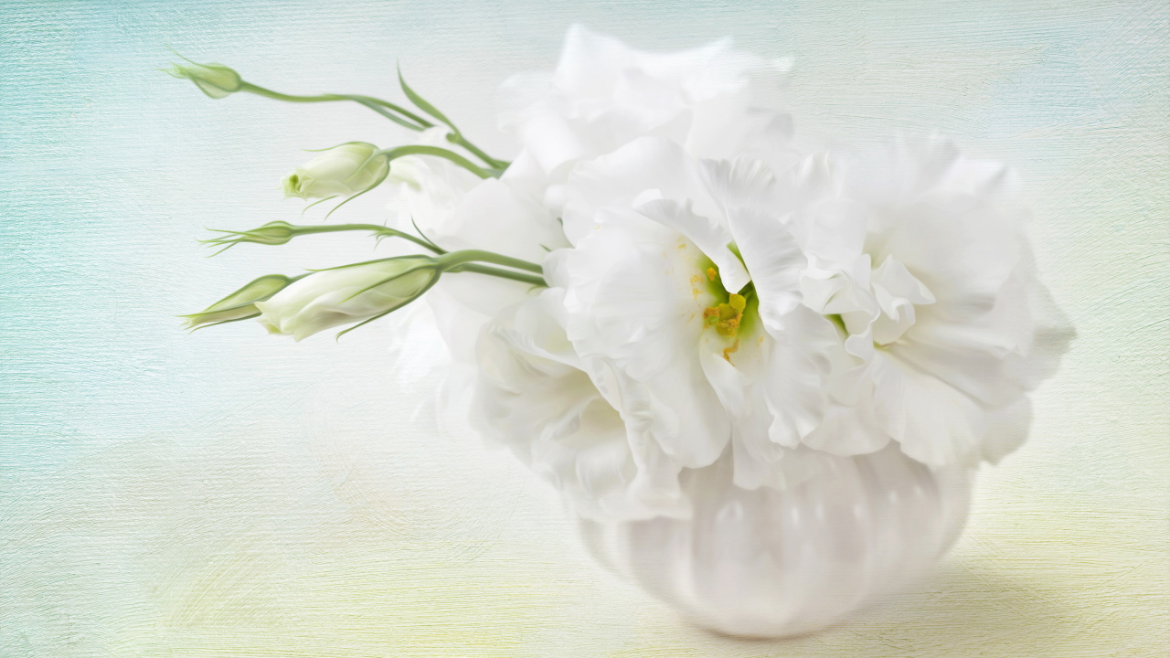 Белый цветок эустома с бутонами 