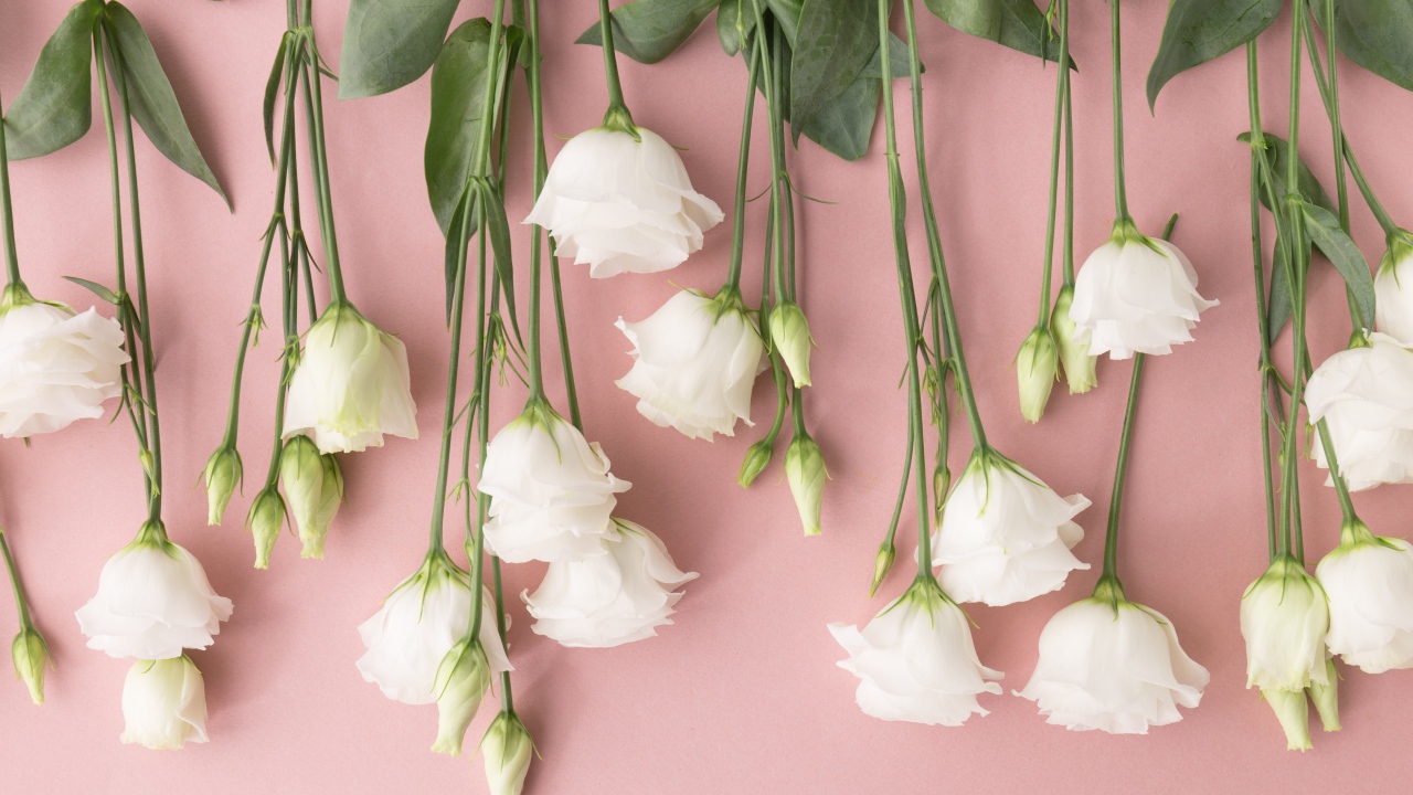 Белые цветы эустома на розовом фоне