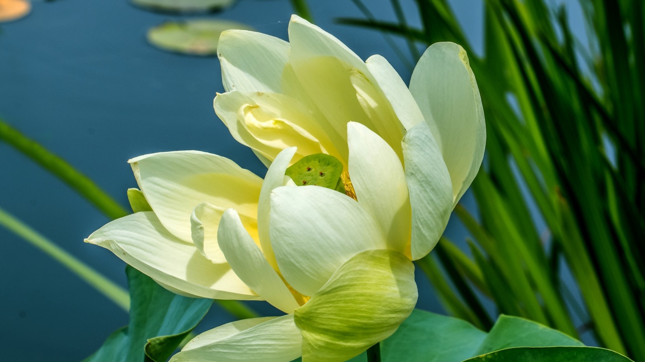 Белый цветок водяной лилии с зелеными листьями в пруду