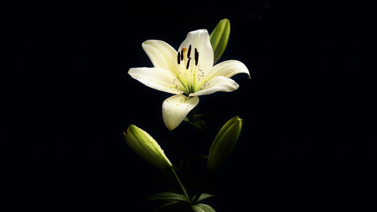 Белая лилия с бутонами на черном фоне