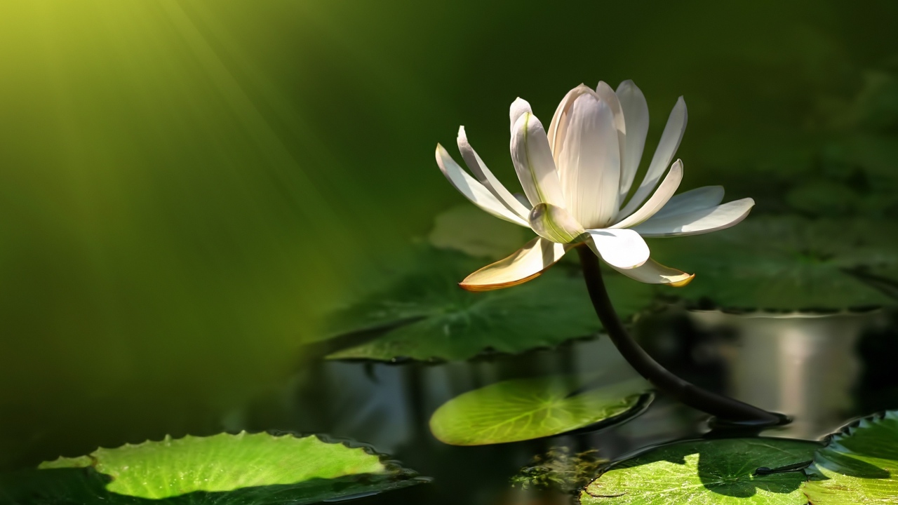 Белый цветок лотоса в воде в лучах солнца