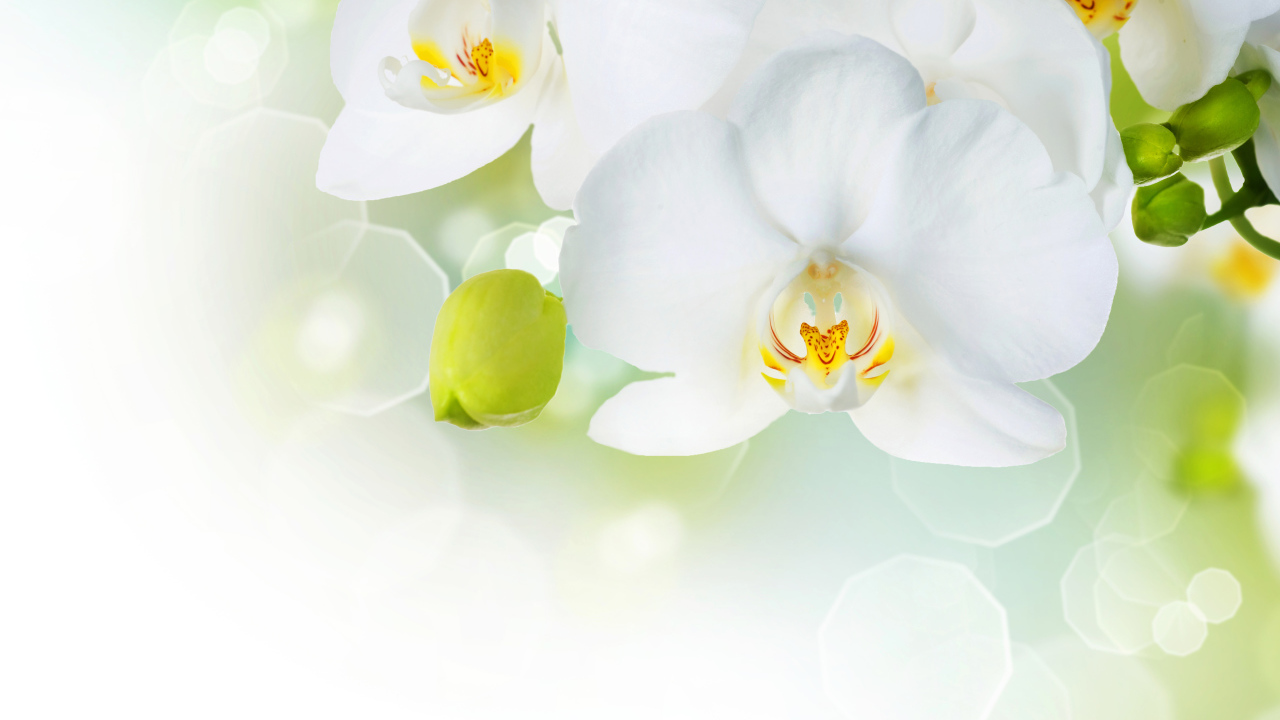 Белые орхидеи с бутонами на фоне с бликами
