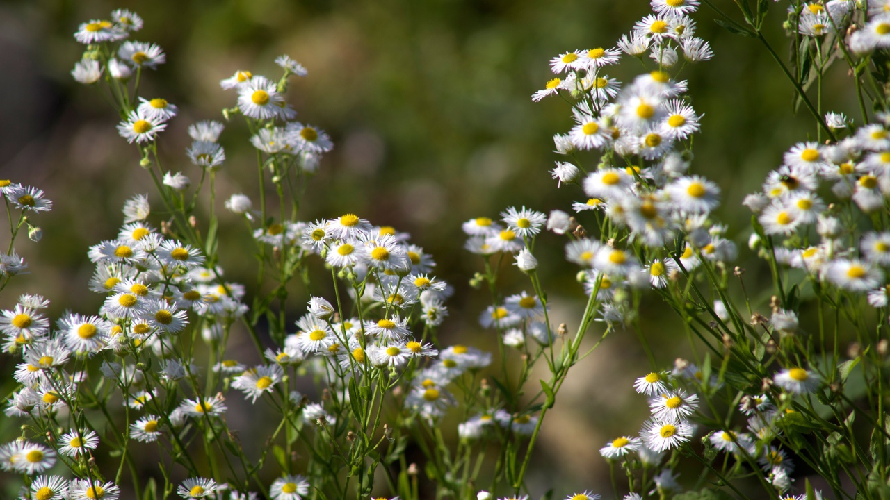Белые мелкие ромашки крупным планом