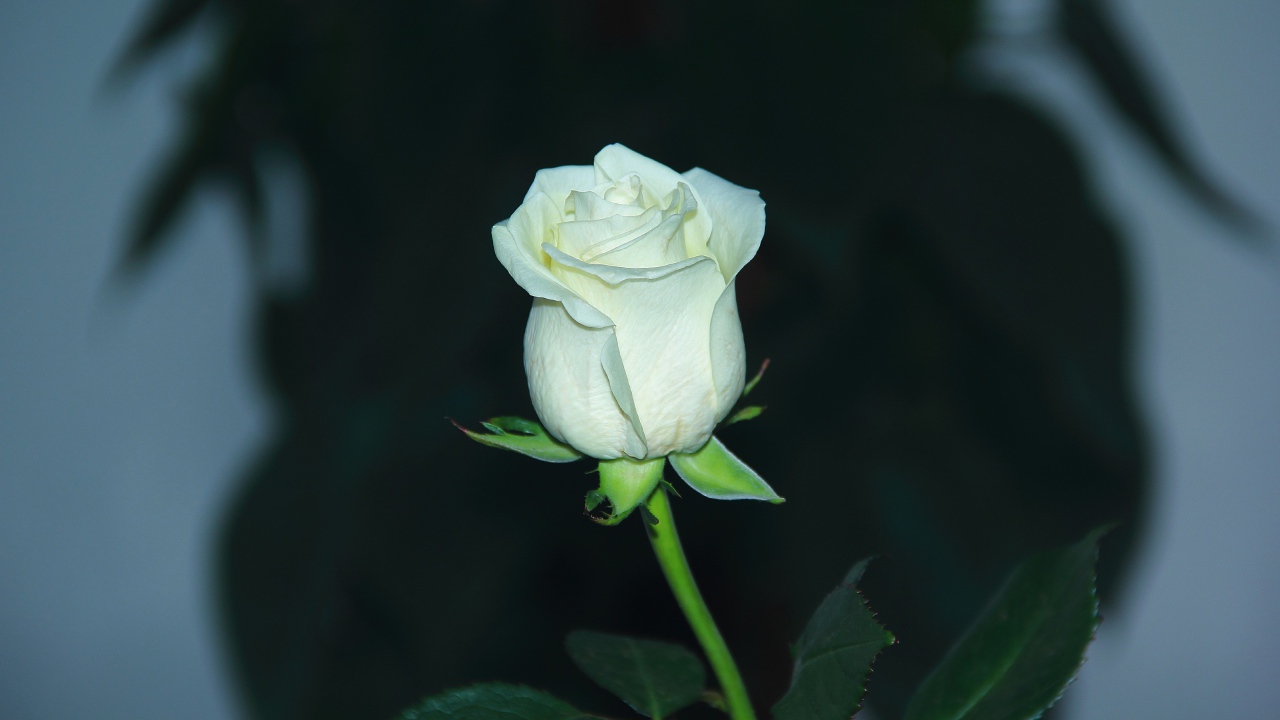 Белая нежная роза крупным планом 