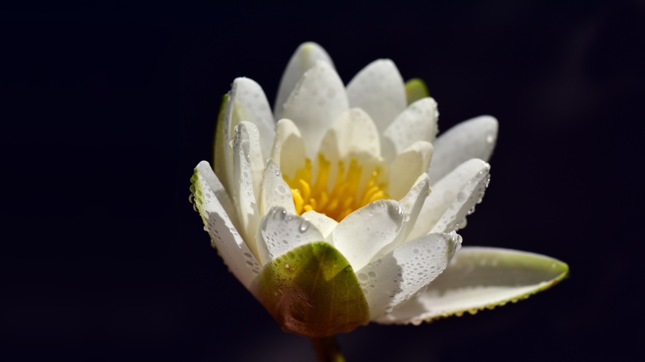 Белая водяная лилия в каплях воды на синем фоне