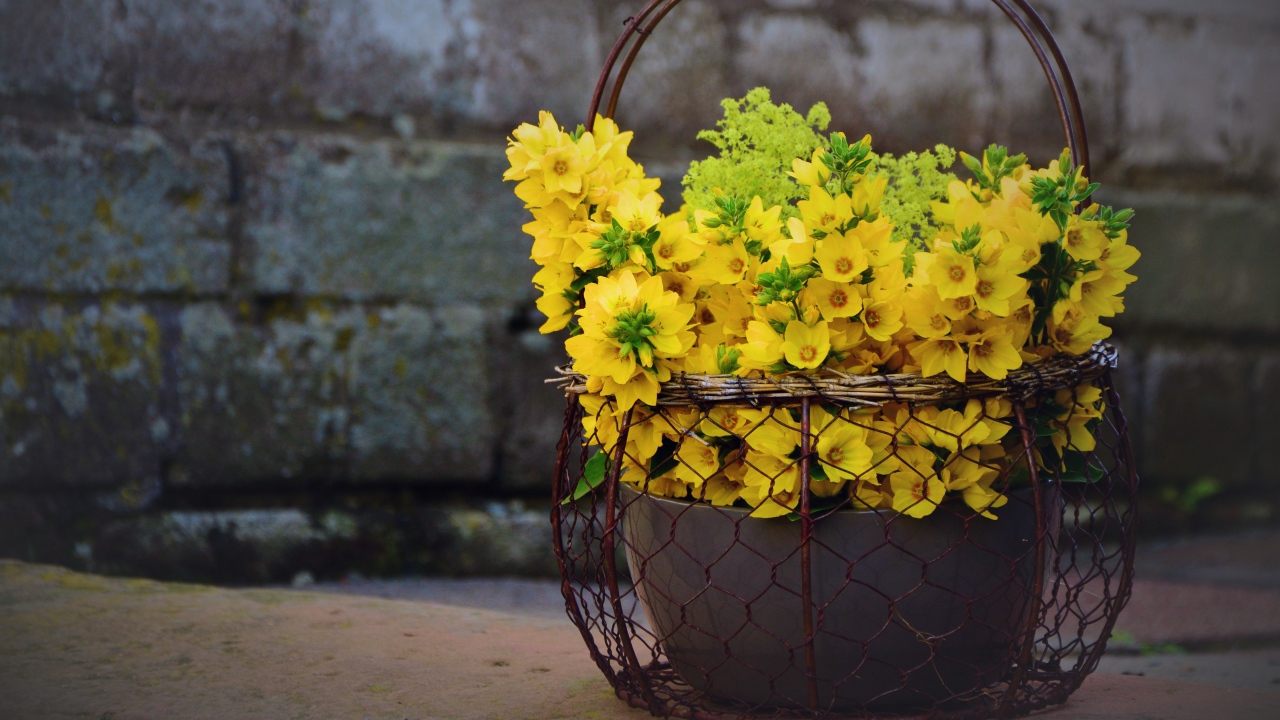 Желтые цветы вербейник в железной корзине