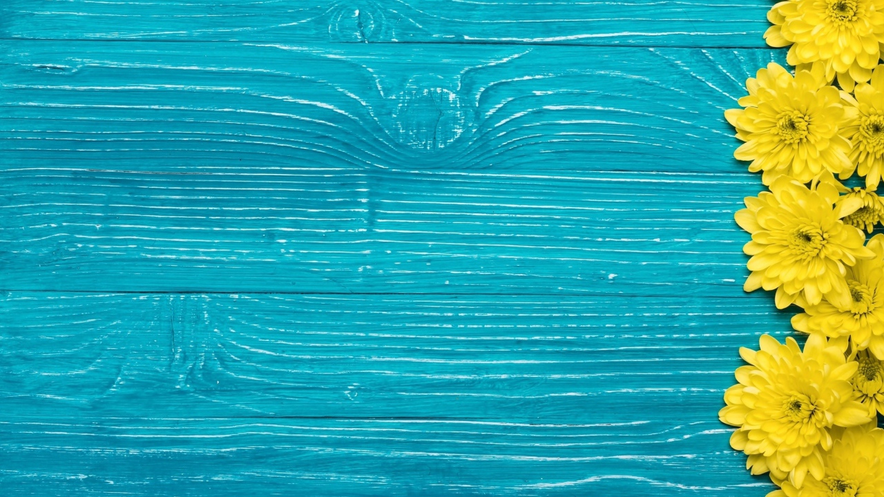 Желтые хризантемы на синем фоне