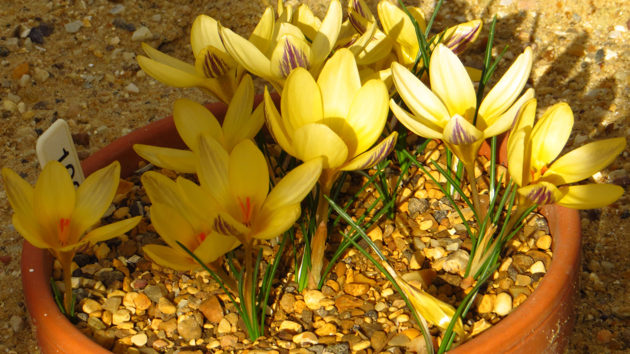 Желтые крокусы на декоративной клумбе