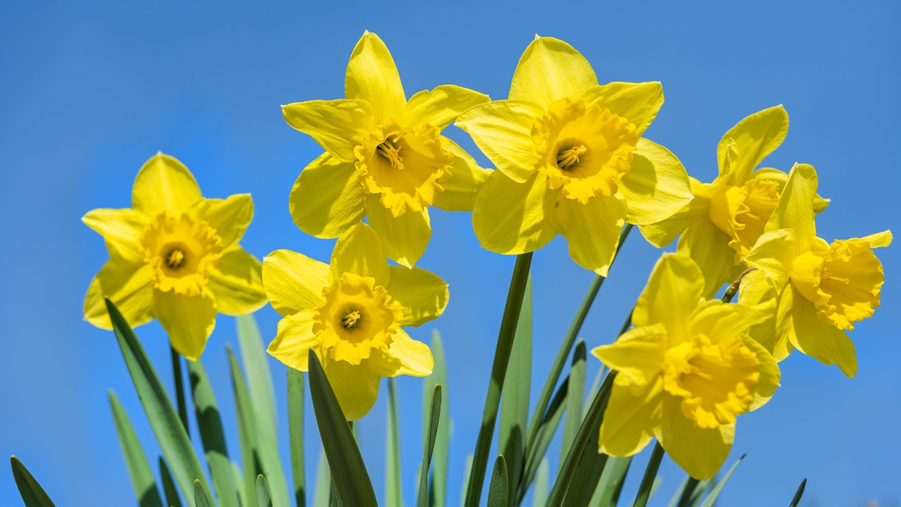 Желтые крупные нарциссы на фоне голубого неба 
