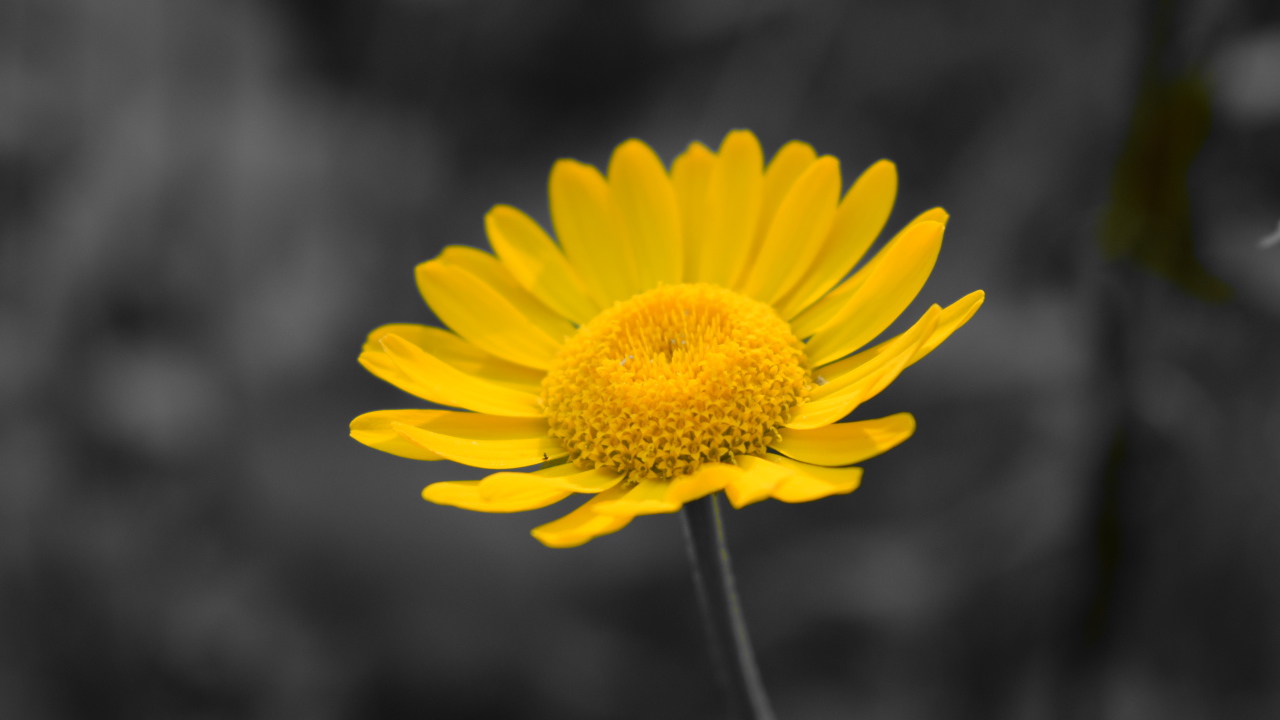 Желтый маленький цветок на сером фоне