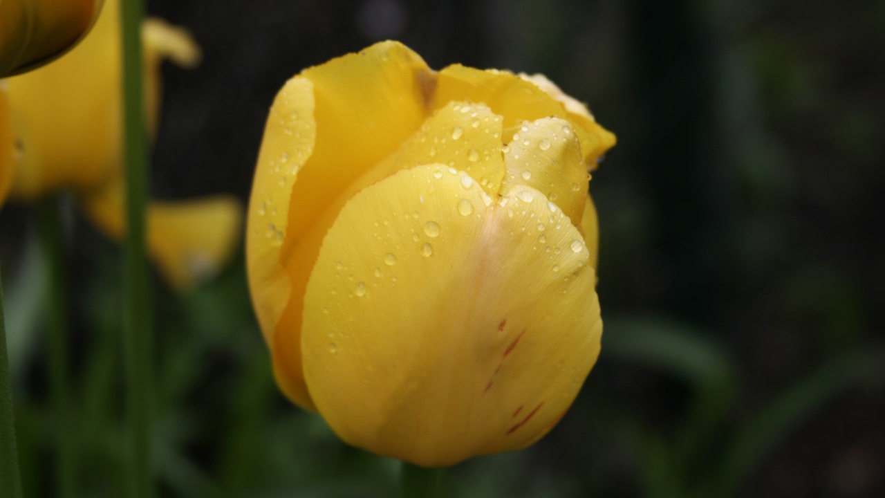 Желтый цветок тюльпана в каплях росы крупным планом