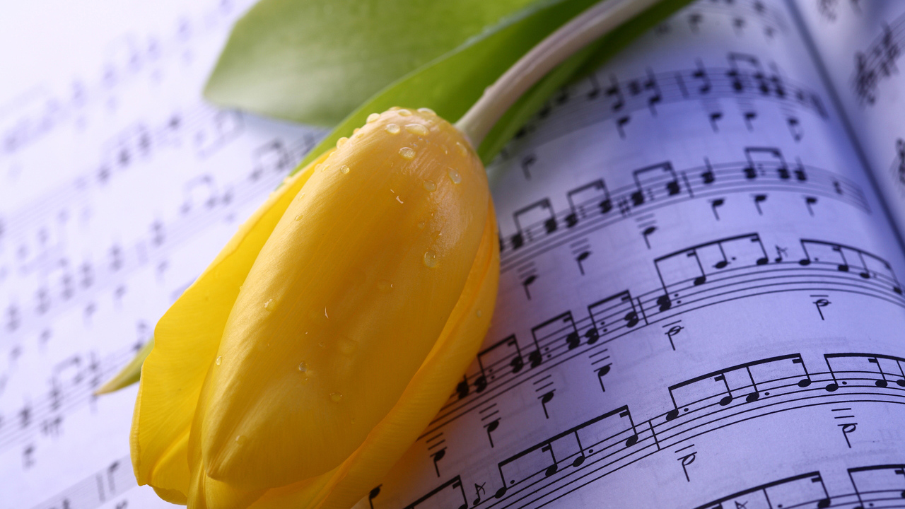 Желтый тюльпан лежит на нотах