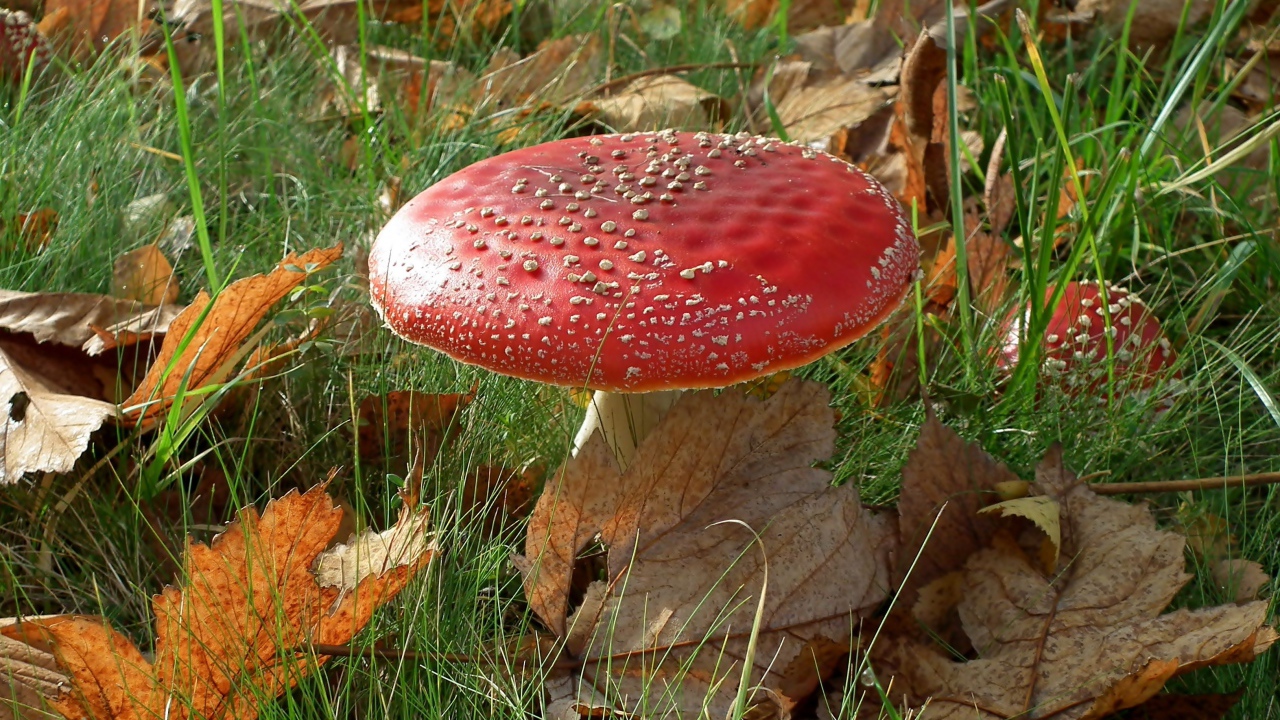 Красный большой мухомор в зеленой траве с желтыми листьями 