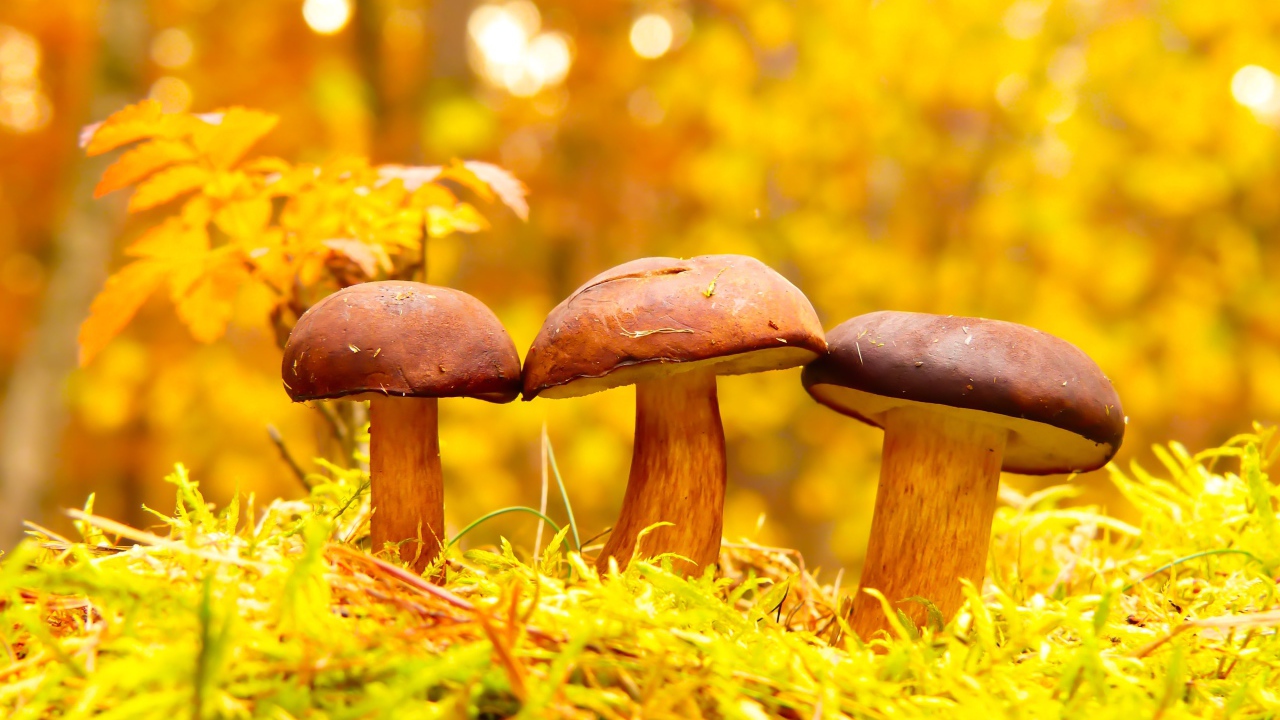 Три гриба в осеннем лесу 