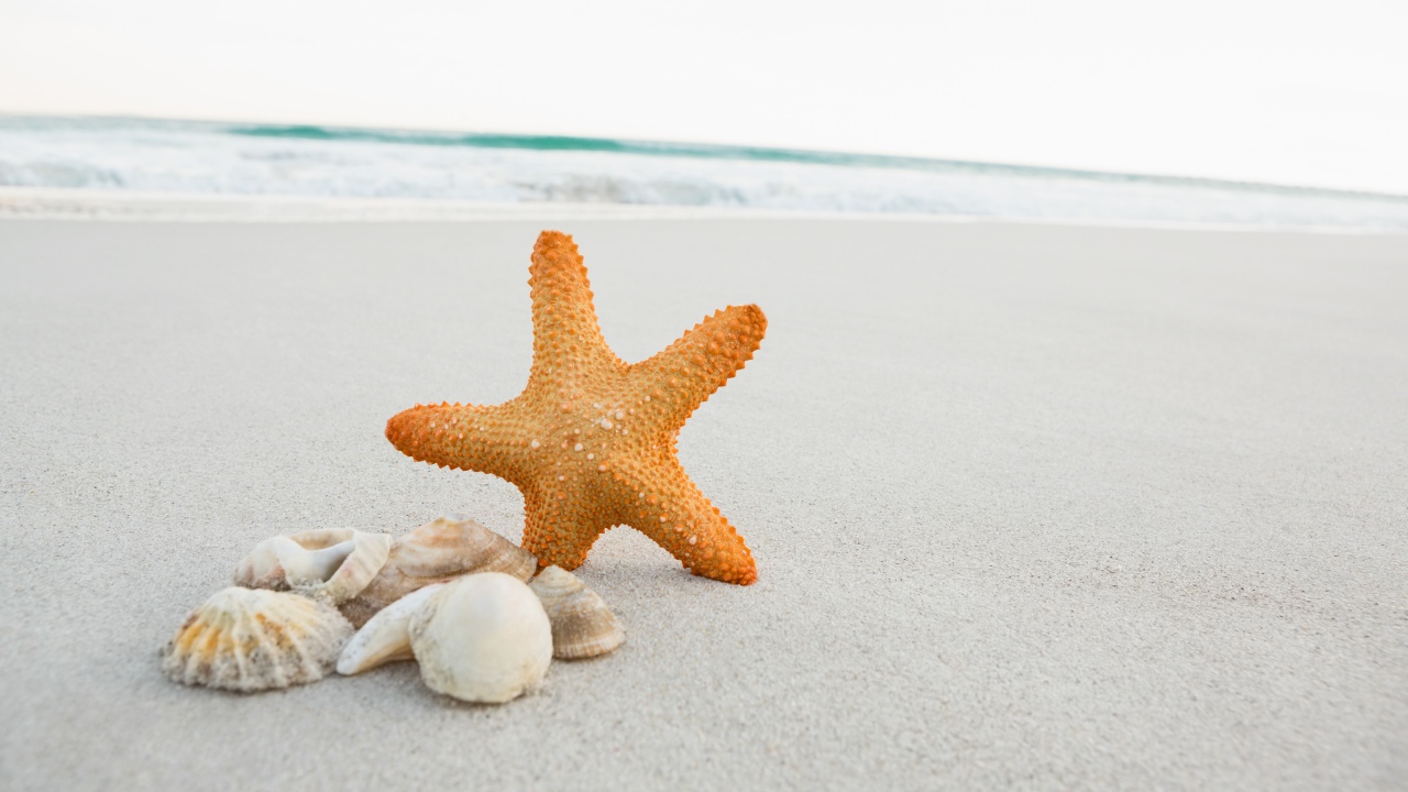Starfish and seashells on white sand near the sea