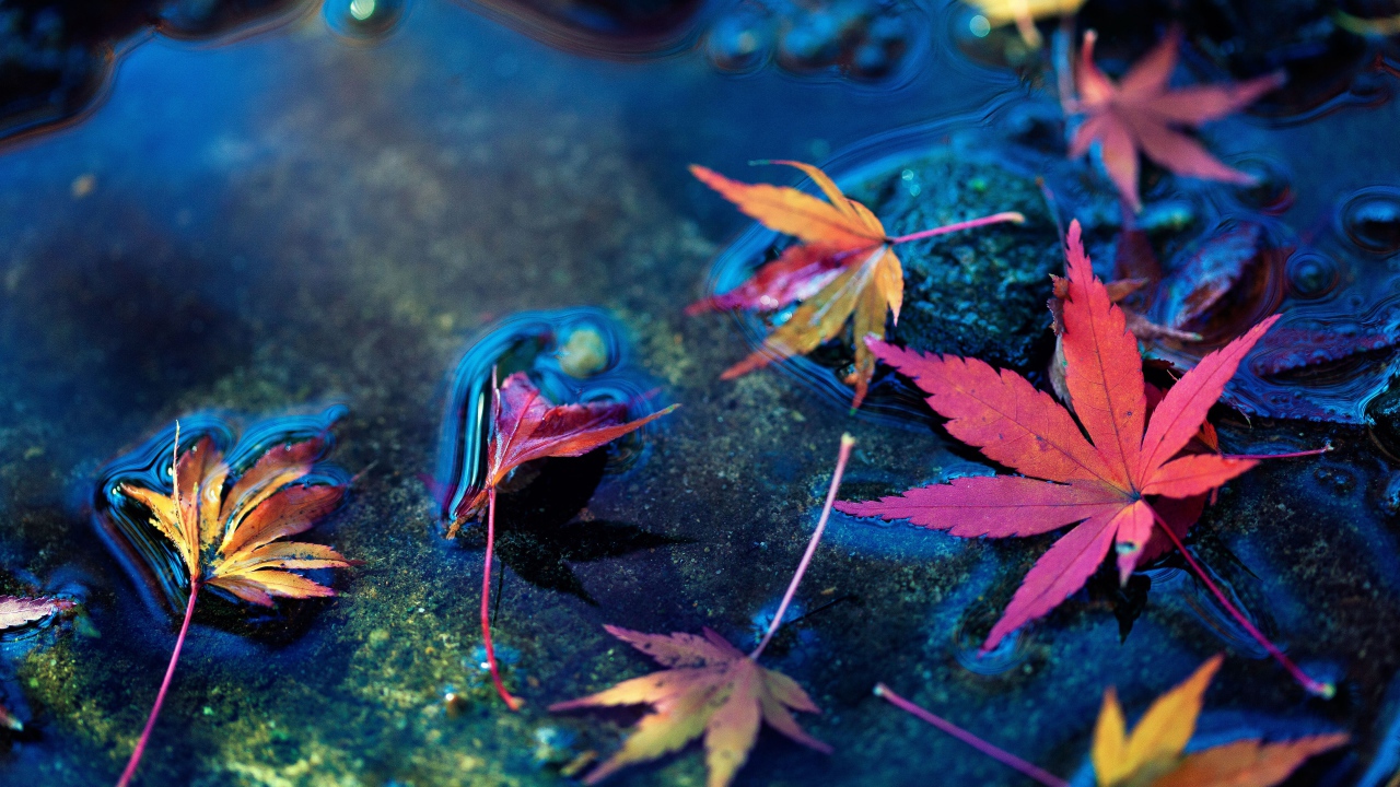 Красные осенние листья в холодной луже 
