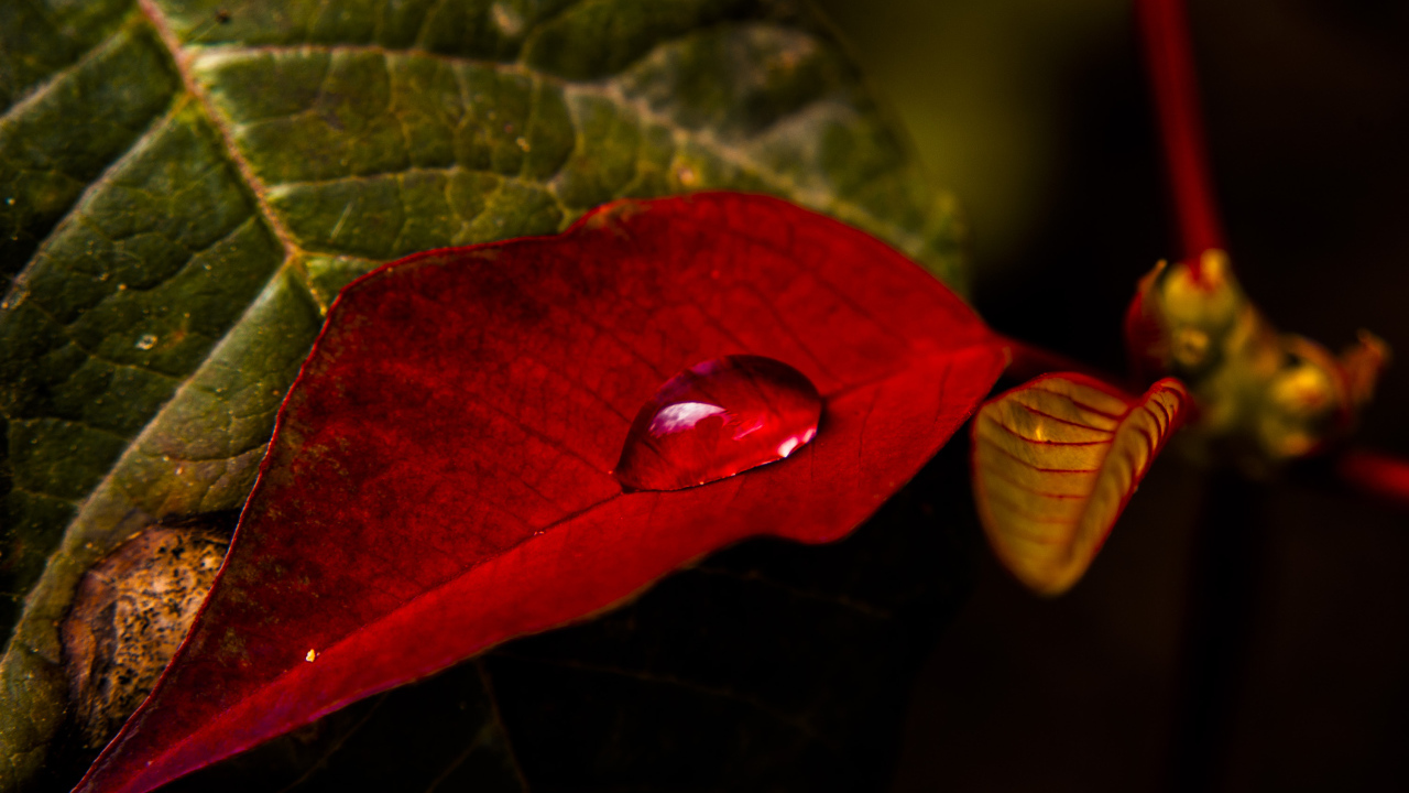 Red leaf with a drop of dew