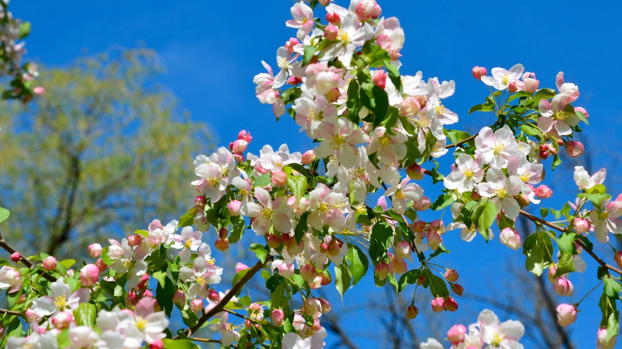 Цветущая пышная ветка яблони на фоне голубого неба весной