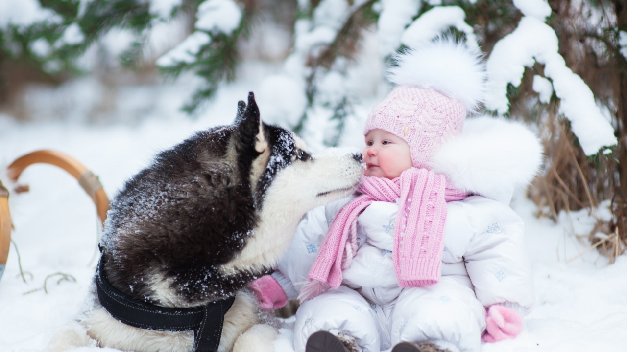 Грудной ребенок с собакой хаски на снегу