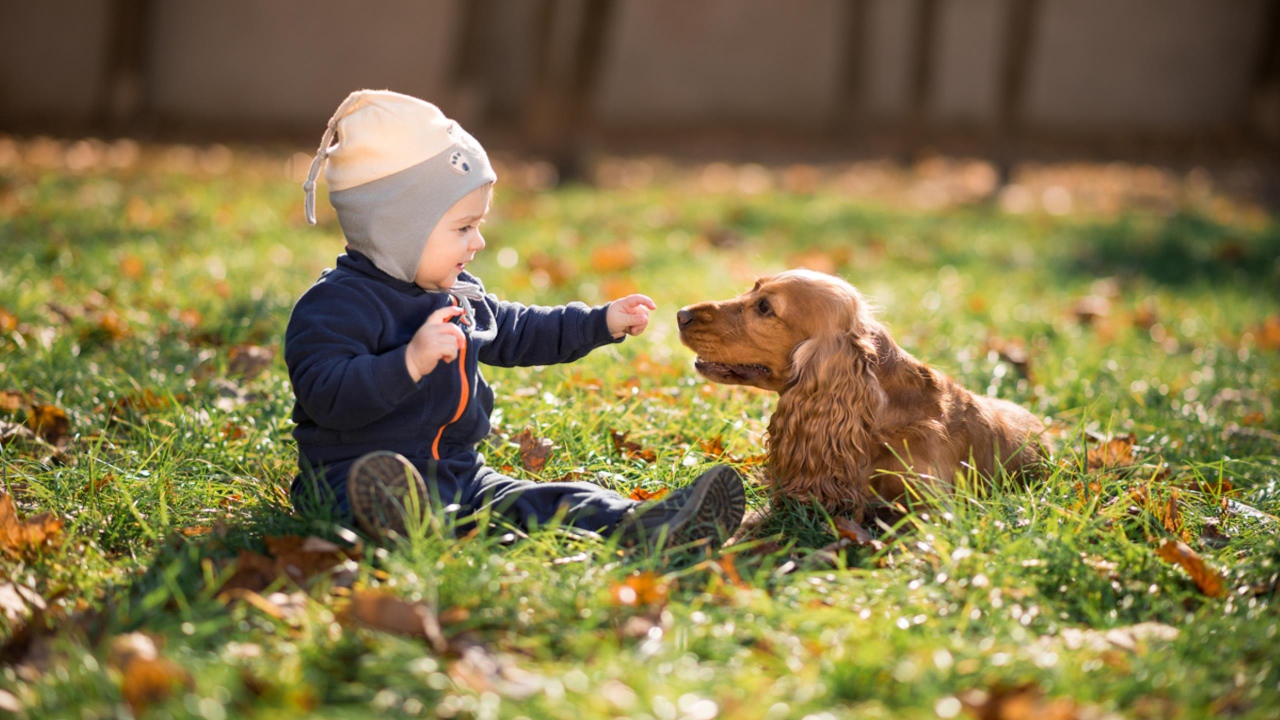 Маленький мальчик сидит на траве с собакой 