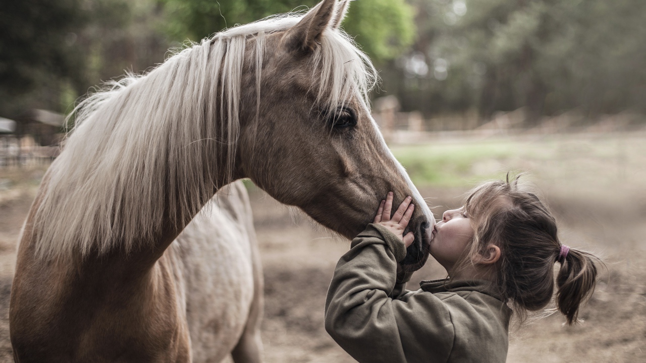 Маленькая девочка целует коня