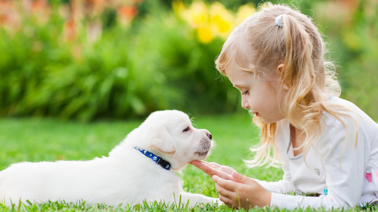 Маленькая девочка лежит на зеленой траве с щенком золотистого ретривера