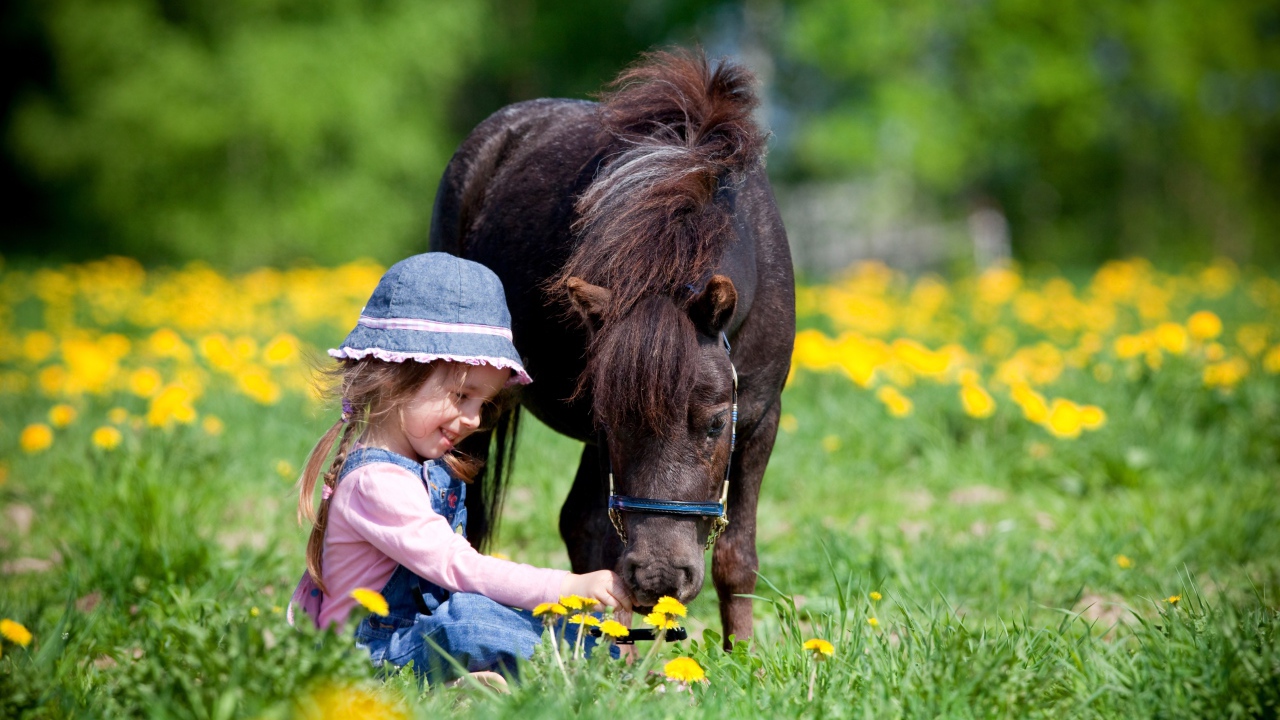 Маленькая девочка с пони сидит на поле с одуванчиками