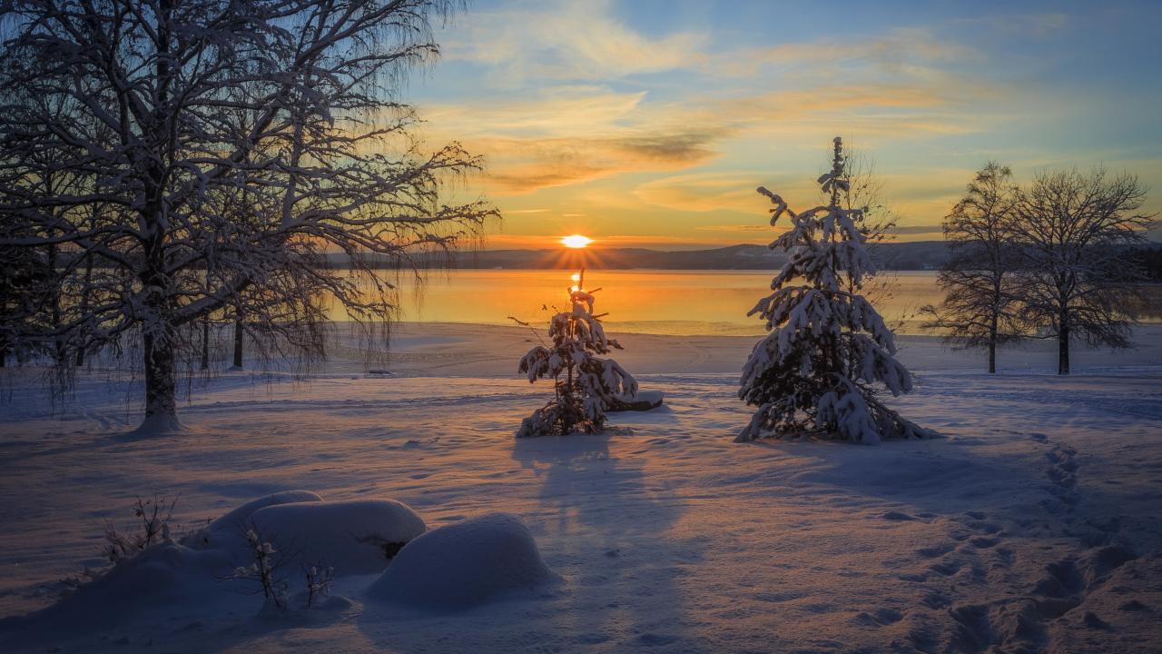 Закат солнца на фоне заснеженных деревьев зимой