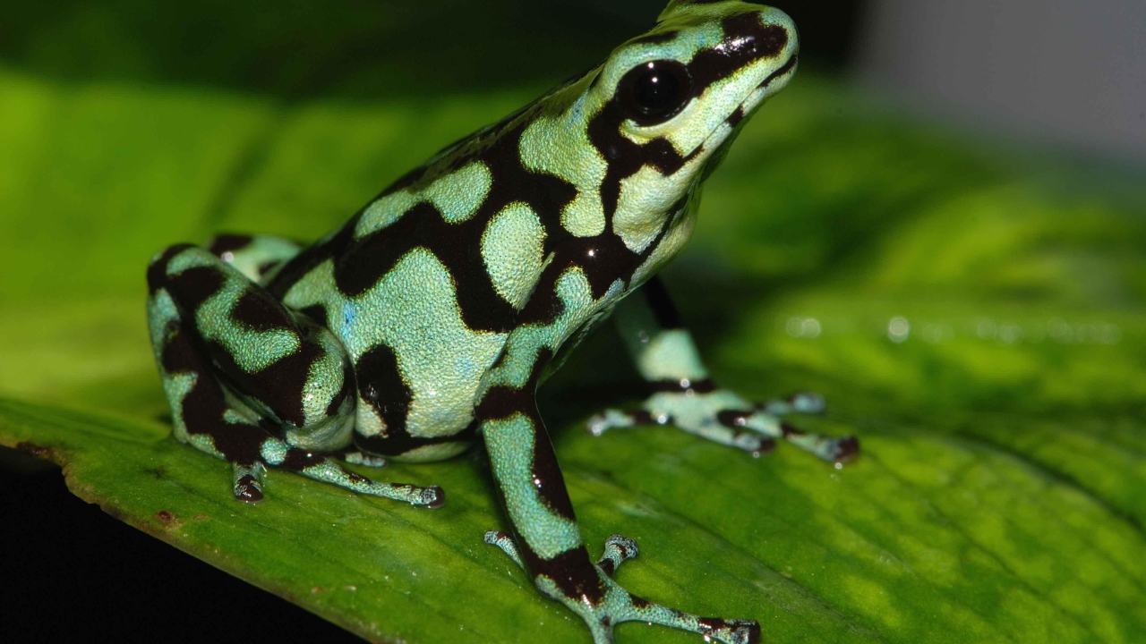 Черно зеленая ядовитая лягушка сидит на зеленом листе