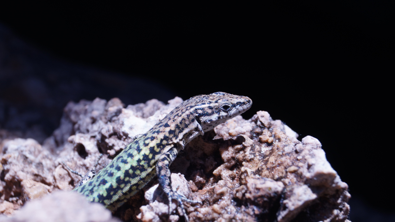 Маленькая ящерица сидит на камне 