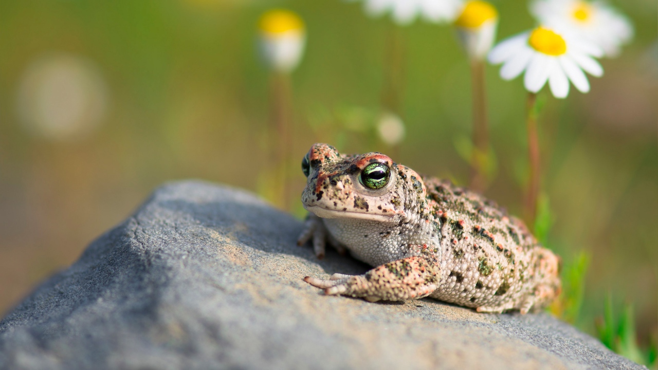 Большая жаба сидит на камне на солнце