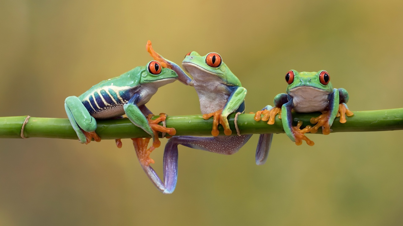 Три красноглазых квакши на ветке 