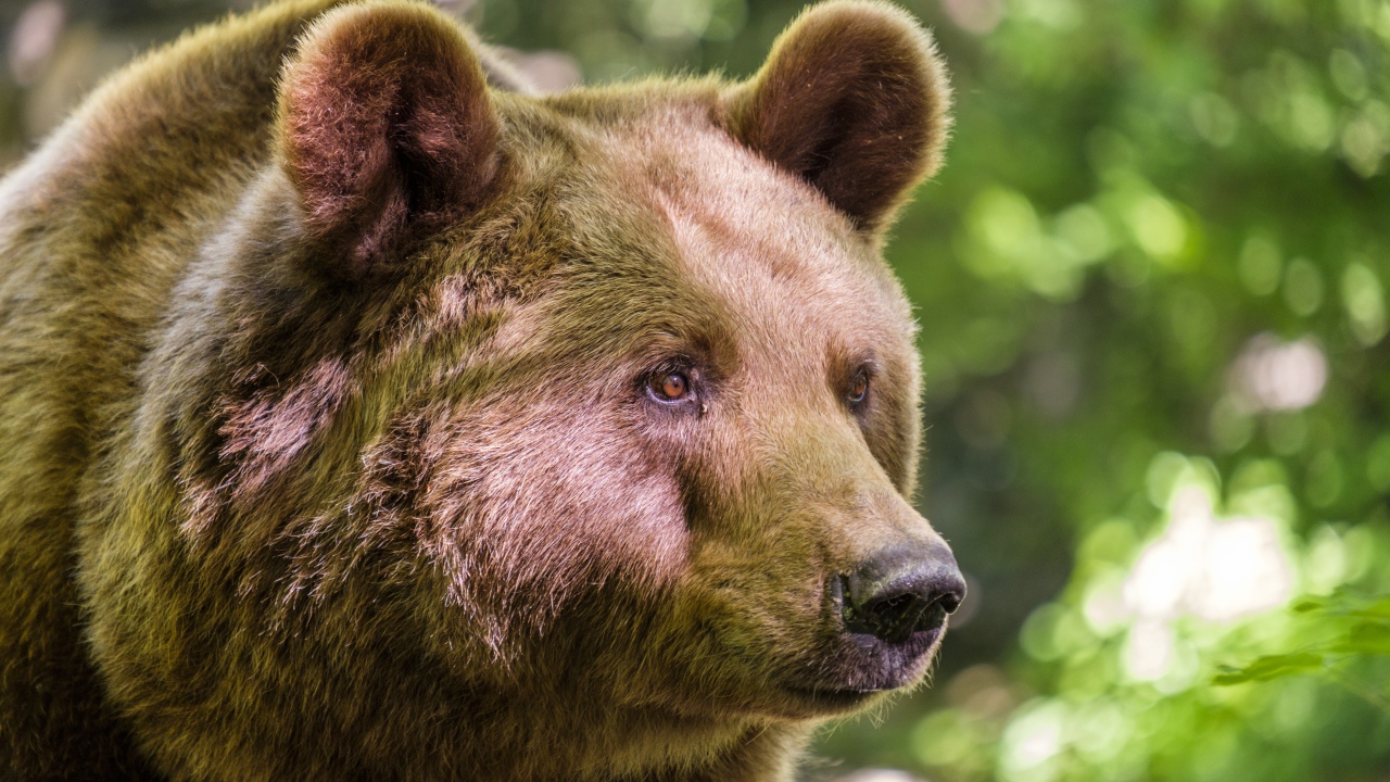 Морда большого бурого медведя крупным планом