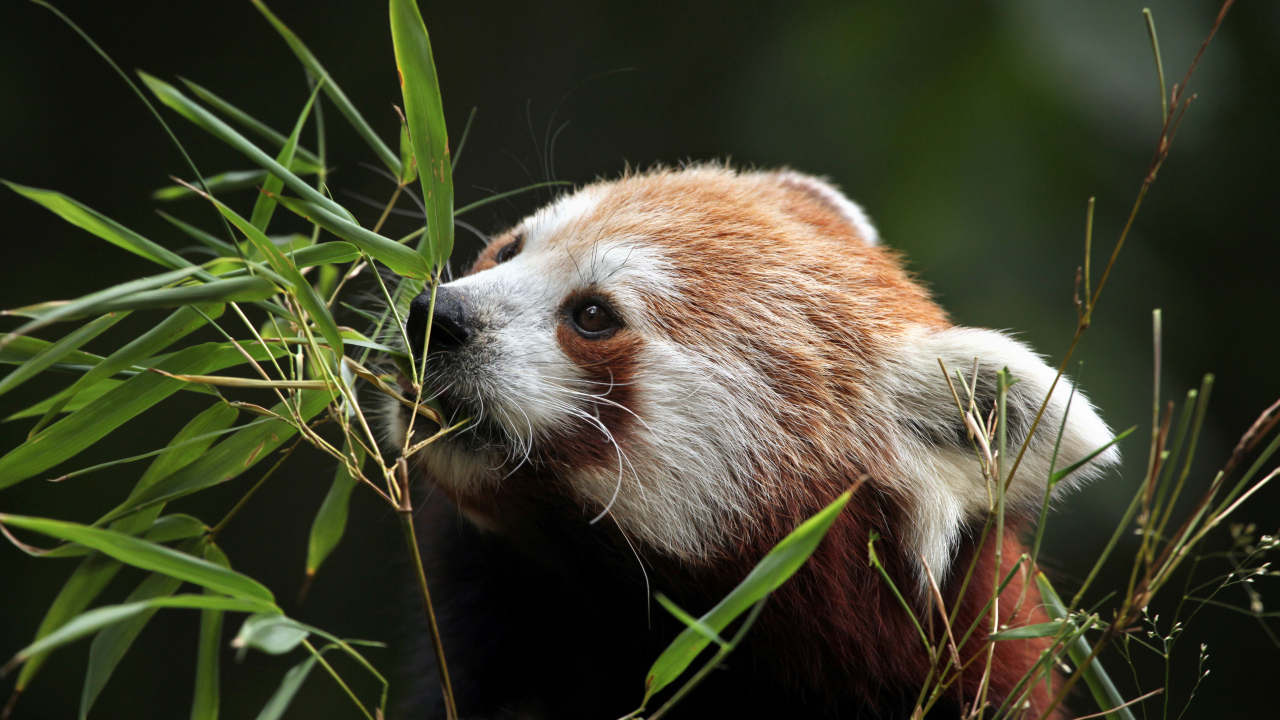 Малая панда грызет ветки бамбука