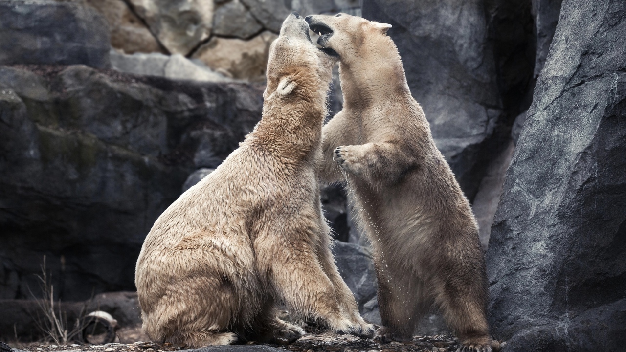 Два больших белых медведя дерутся