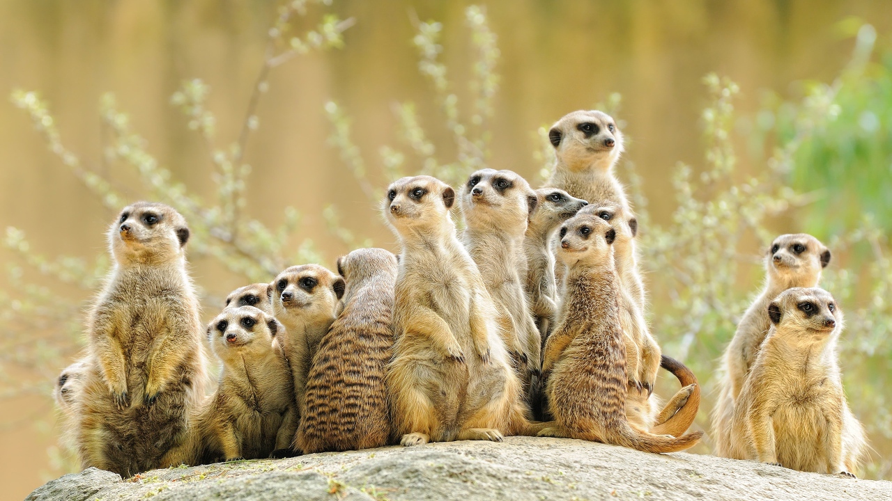 A lot of meerkats sits on a stone