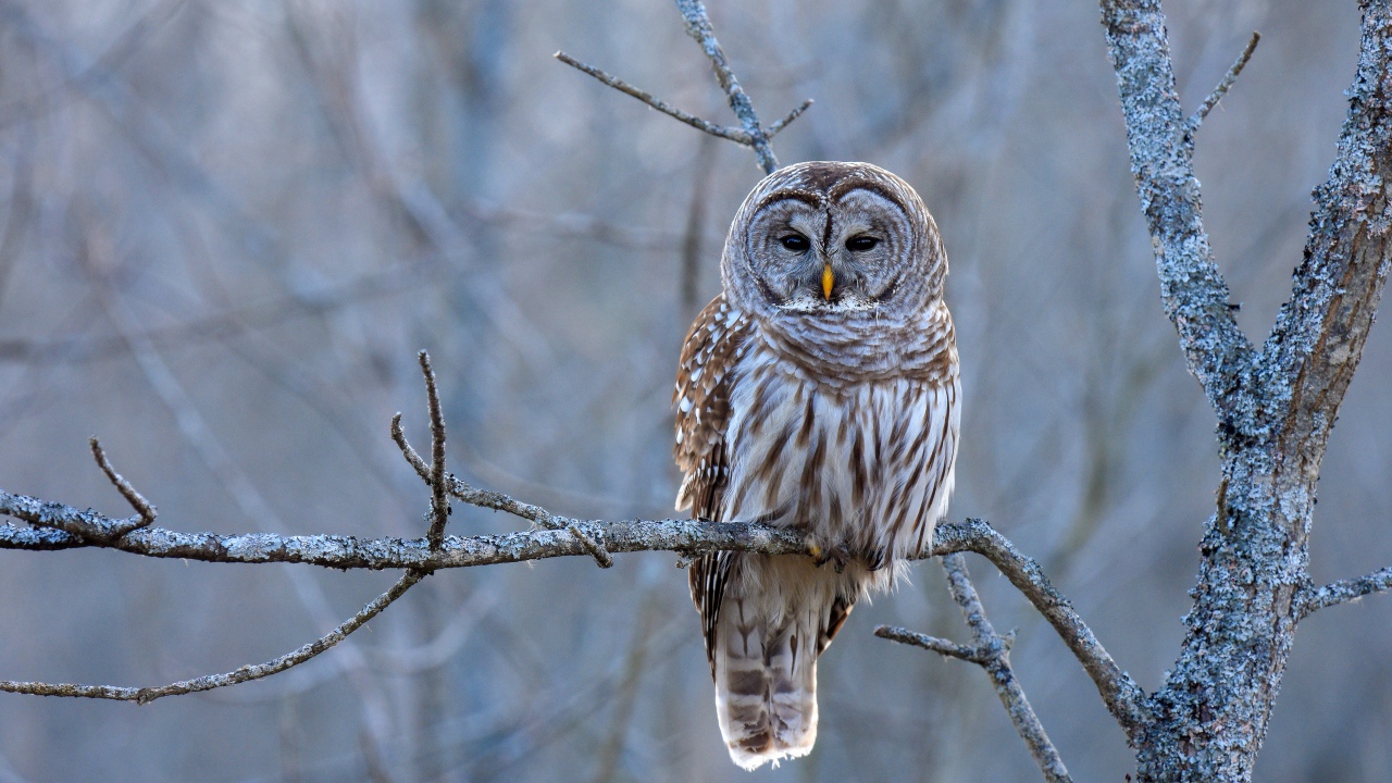 Большая коричневая сова сидит на ветке