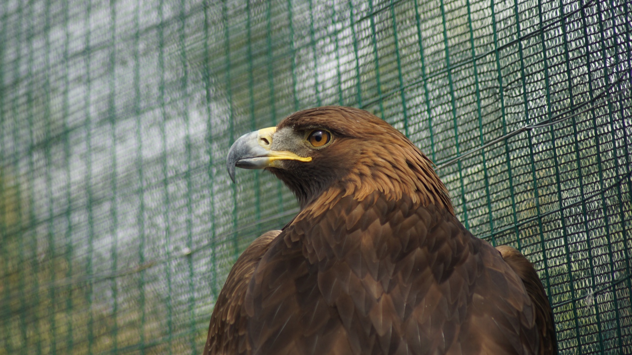 Большой орел с острым клювом в клетке