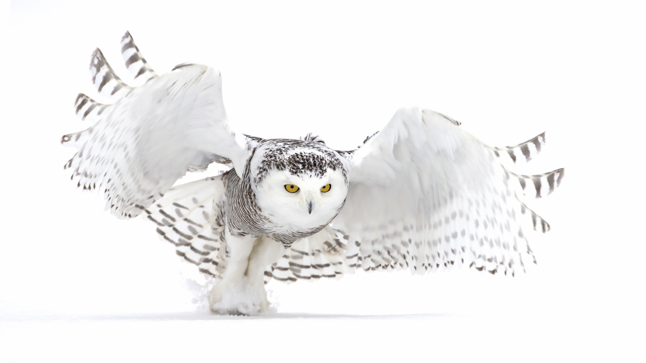 Большая серая сова на белом фоне