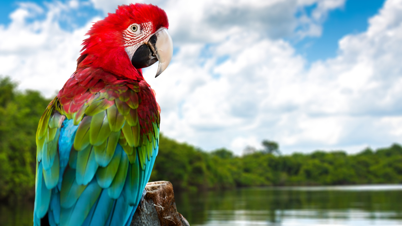 Большой попугай ара на ветке у воды
