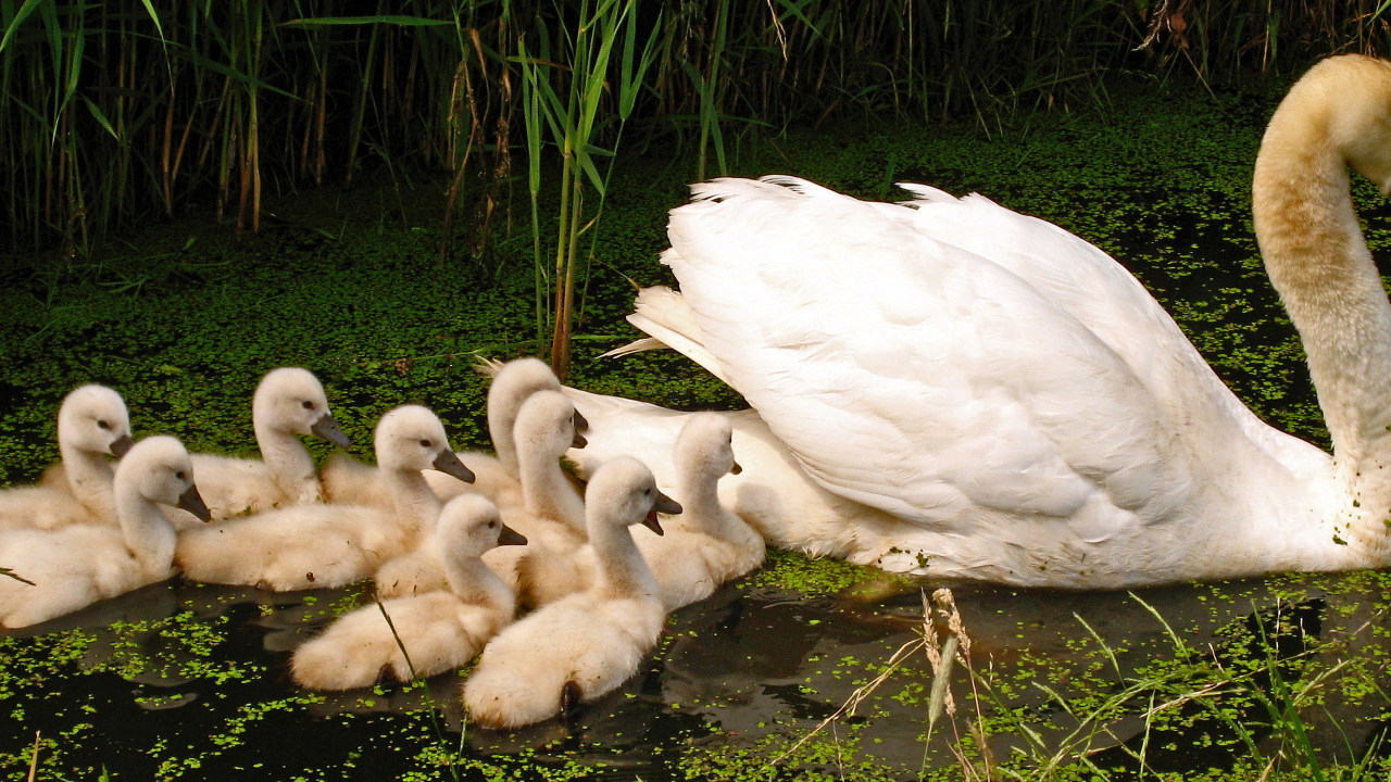 Большой белый лебедь с птенцами в пруду 