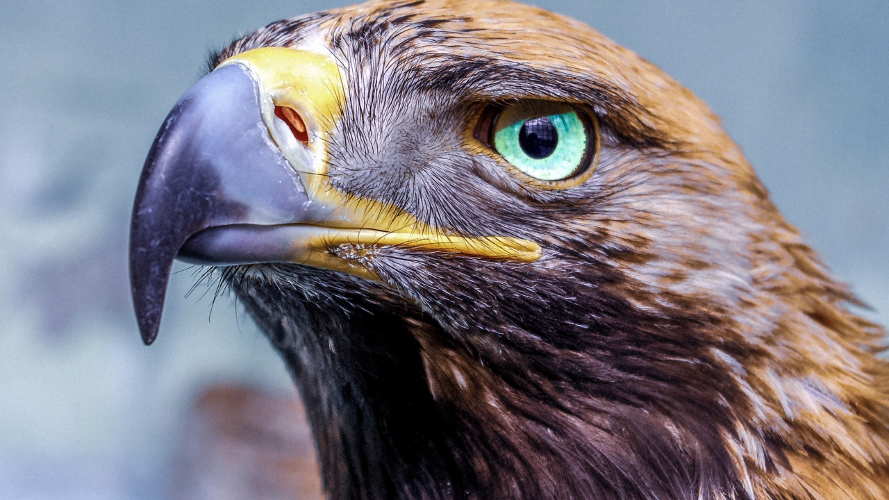 Eagle with a sharp beak head close up