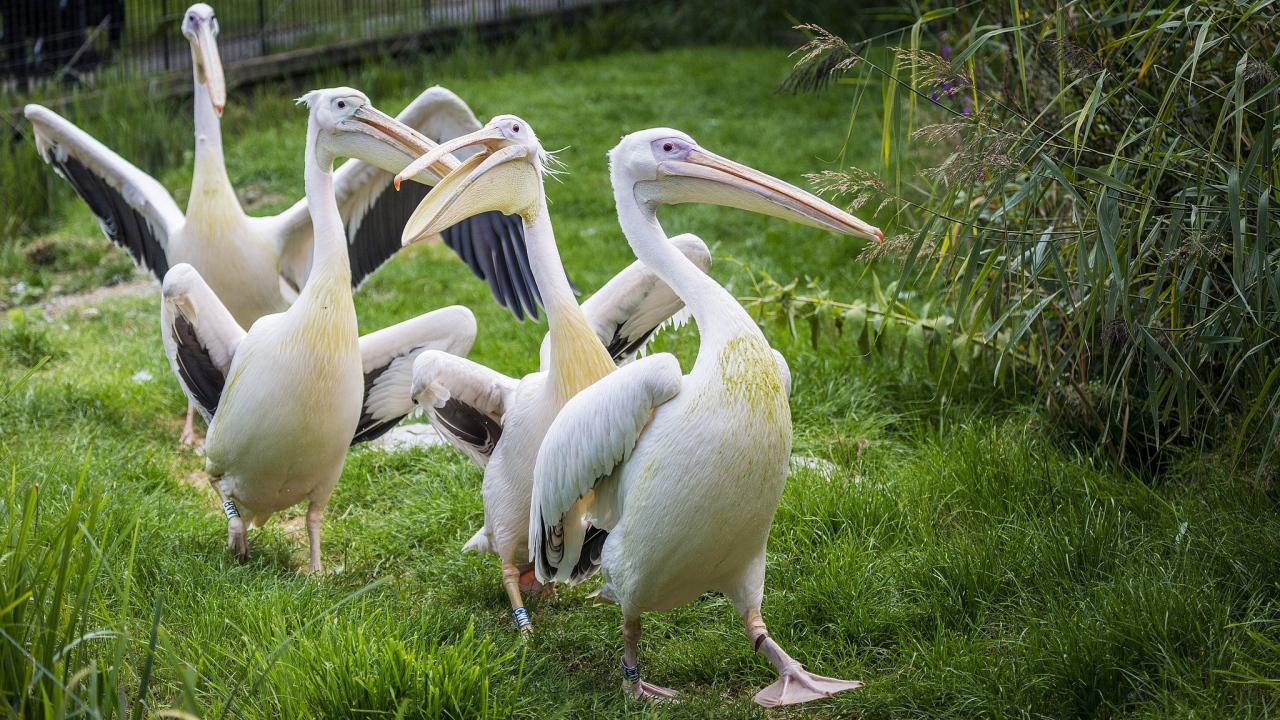 Четыре пеликана идут по зеленой траве